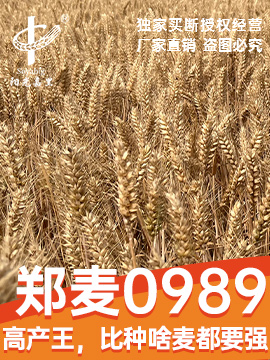 鄭麥0989